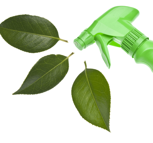 Green Cleaning Service