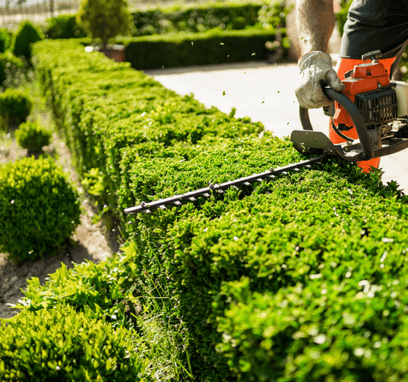 Shrub Care Service