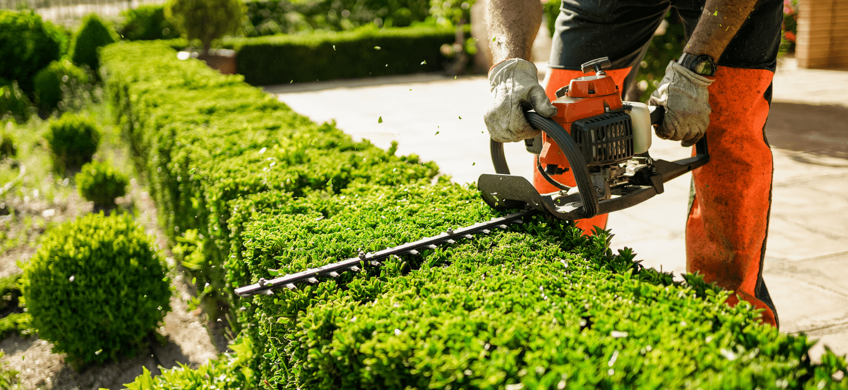Shrub pruning and landscape maintenance