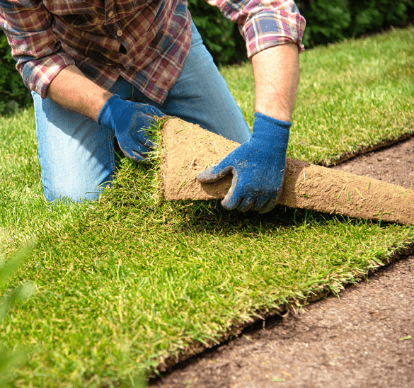 Sod Grass Service