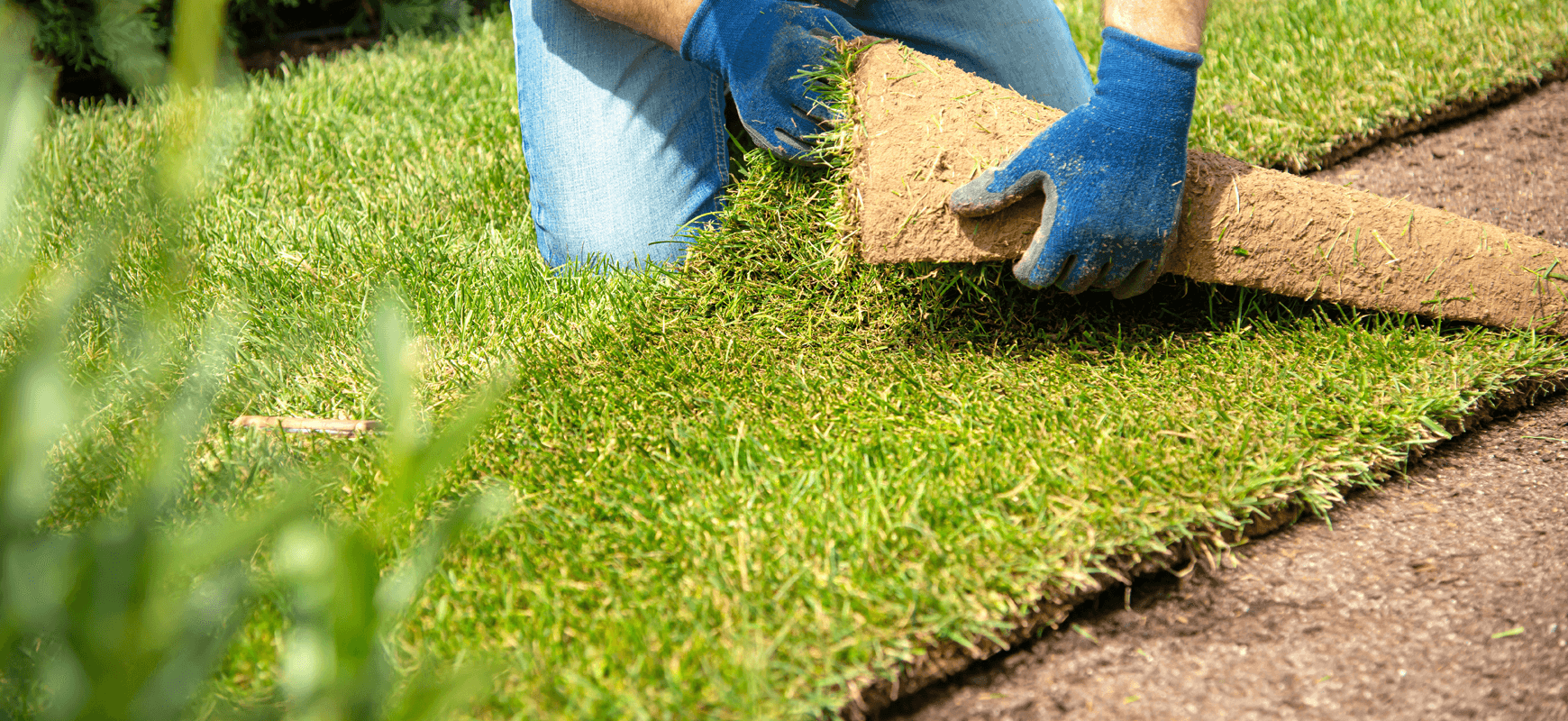 New sod lawn installation